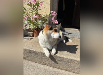 Wurfankündigung Welsh Corgi Pembroke