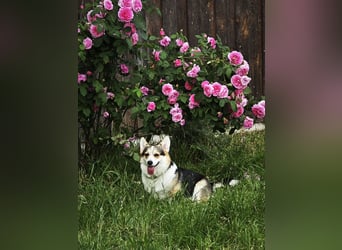Wurfankündigung Welsh Corgi Pembroke