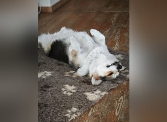 Wurfankündigung Welsh Corgi Pembroke