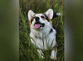 Wurfankündigung Welsh Corgi Pembroke