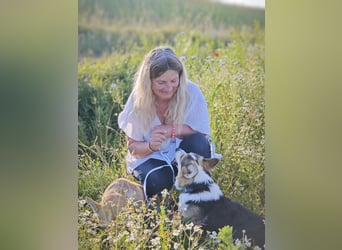 Wurfankündigung Welsh Corgi Pembroke