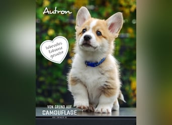 Kleines Herz auf kurzen Beinen - Corgi-Baby sucht ein Zuhause