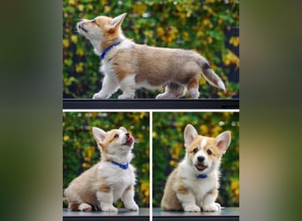 Kleines Herz auf kurzen Beinen - Corgi-Baby sucht ein Zuhause