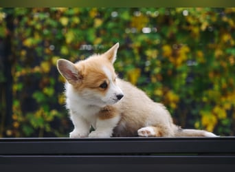 Kleines Herz auf kurzen Beinen - Corgi-Baby sucht ein Zuhause