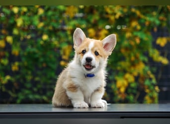 Kleines Herz auf kurzen Beinen - Corgi-Baby sucht ein Zuhause