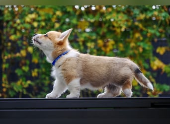 Kleines Herz auf kurzen Beinen - Corgi-Baby sucht ein Zuhause