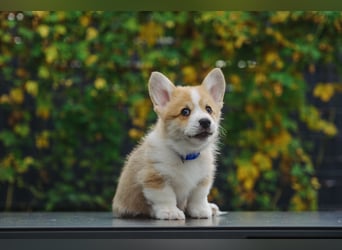 Kleines Herz auf kurzen Beinen - Corgi-Baby sucht ein Zuhause