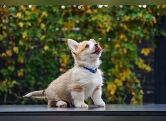 Kleines Herz auf kurzen Beinen - Corgi-Baby sucht ein Zuhause