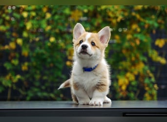 Kleines Herz auf kurzen Beinen - Corgi-Baby sucht ein Zuhause