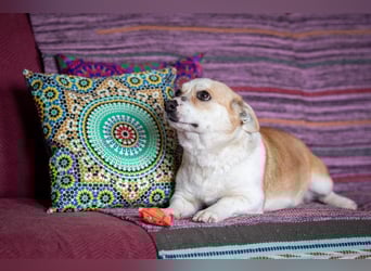 Lustige PEPPA sucht eine aktive Familie