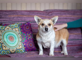 Lustige PEPPA sucht eine aktive Familie