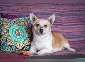 Lustige PEPPA sucht eine aktive Familie