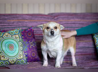 Lustige PEPPA sucht eine aktive Familie