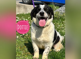 Dottie eine kleine Knutschkugel