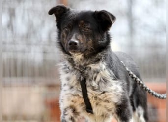 ●PIXEL● [ 2 Jahre, 35cm, Corgi-Mix ]