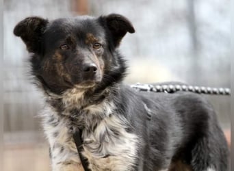 ●PIXEL● [ 2 Jahre, 35cm, Corgi-Mix ]