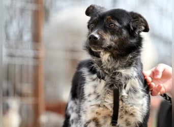 ●PIXEL● [ 2 Jahre, 35cm, Corgi-Mix ]