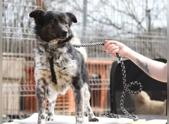 ●PIXEL● [ 2 Jahre, 35cm, Corgi-Mix ]