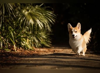Hochprämierter Welsh Corgi Pembroke Zuchtrüde