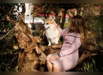 Hochprämierter Welsh Corgi Pembroke Zuchtrüde