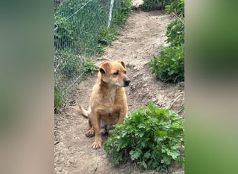 Bobo - kleiner Schatz