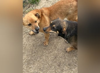 Bobo - kleiner Schatz