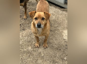 Bobo - kleiner Schatz