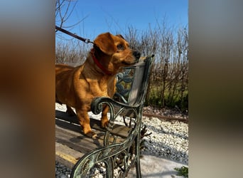 Lady katzenverträglich