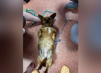 Lady katzenverträglich