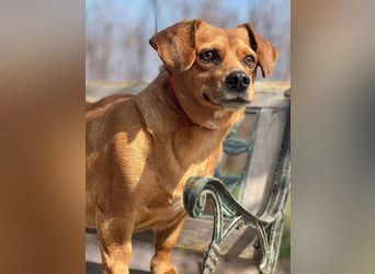 Lady katzenverträglich