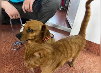 Lady katzenverträglich