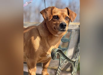 Lady katzenverträglich