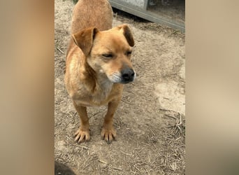 Bobo - kleiner Schatz