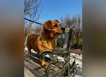 Lady katzenverträglich