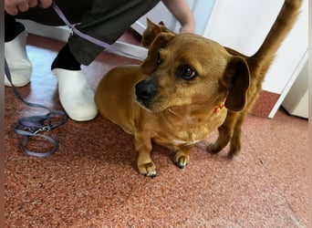 Lady katzenverträglich