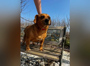 Lady katzenverträglich