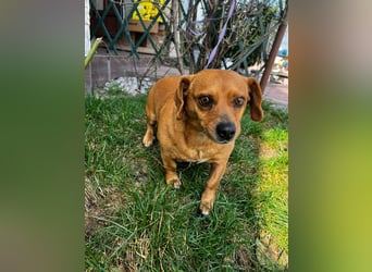 Lady katzenverträglich