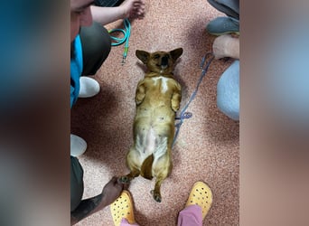 Lady katzenverträglich