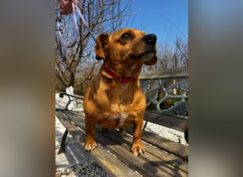 Lady katzenverträglich