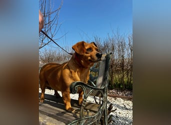 Lady katzenverträglich