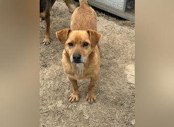 Bobo - kleiner Schatz