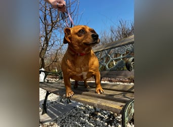 Lady katzenverträglich