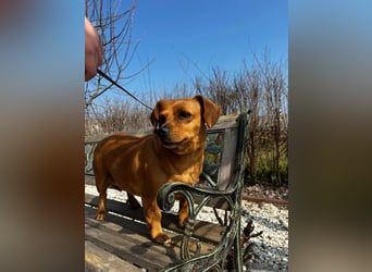 Lady katzenverträglich