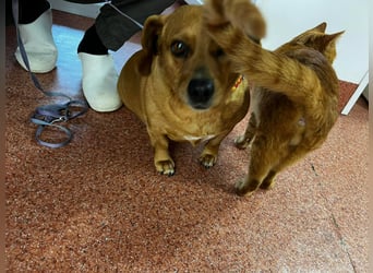 Lady katzenverträglich