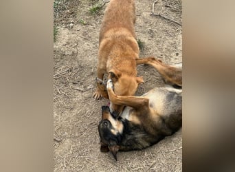 Bobo - kleiner Schatz