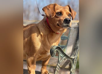 Lady katzenverträglich