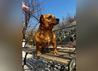 Lady katzenverträglich