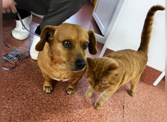 Lady katzenverträglich