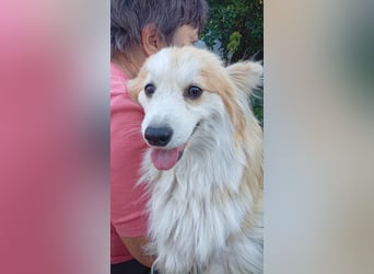 Fluffy_PP – charmante Corgi-Dame sucht ihr Herzensplätzchen 