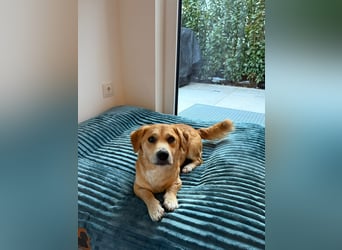 Rapli-SI – auf der Suche nach seinem Herzensmenschen